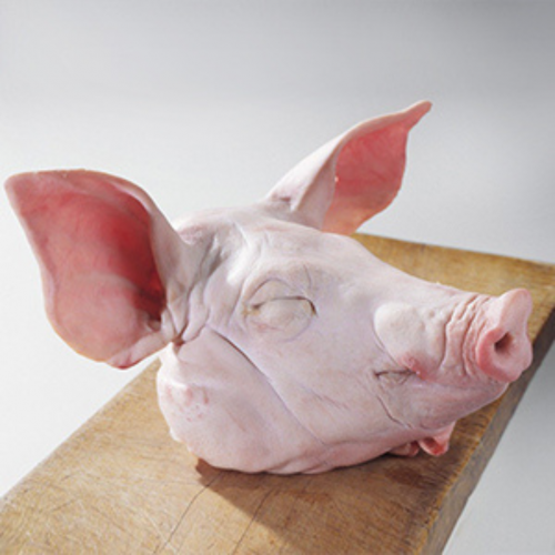 PG26. đầu lợn 1ea