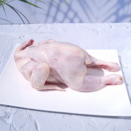 CK03. con gà nhỏ 1ea