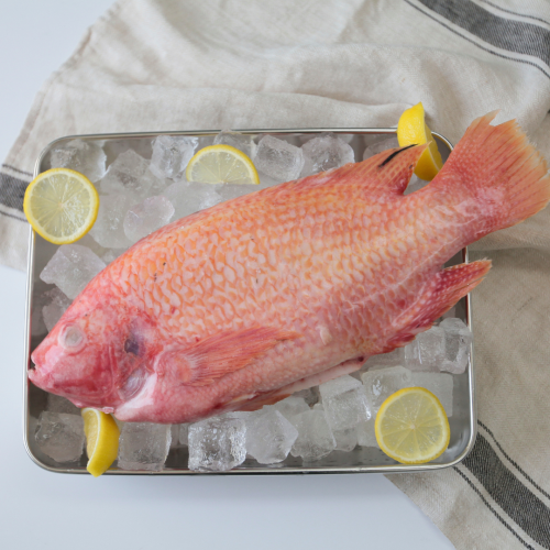 SE05. cá diều hồng 1pack