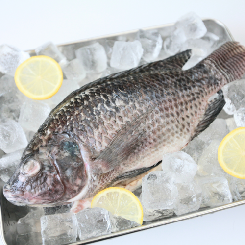 SE06. Cá rô phi 1pack