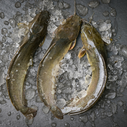 SE07. cá trê 1pack